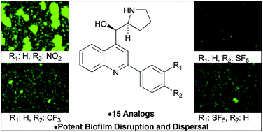 Graphical abstract: Optimized quinoline amino alcohols as disruptors and dispersal agents of Vibrio cholerae biofilms