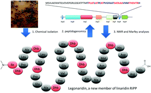 Graphical abstract: Legonaridin, a new member of linaridin RiPP from a Ghanaian Streptomyces isolate
