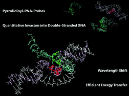 Graphical abstract: Strand displacement and duplex invasion into double-stranded DNA by pyrrolidinyl peptide nucleic acids