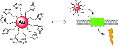 Graphical abstract: Effects of multivalent histamine supported on gold nanoparticles: activation of histamine receptors by derivatized histamine at subnanomolar concentrations