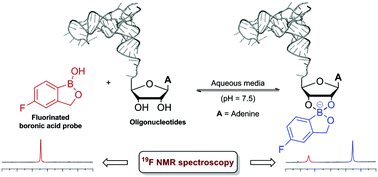 Graphical abstract: Monitoring of reversible boronic acid–diol interactions by fluorine NMR spectroscopy in aqueous media