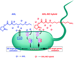 Graphical abstract: Hybrids of acylated homoserine lactone and nitric oxide donors as inhibitors of quorum sensing and virulence factors in Pseudomonas aeruginosa