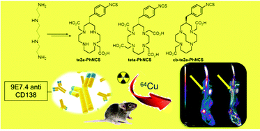 Graphical abstract: New synthesis of phenyl-isothiocyanate C-functionalised cyclams. Bioconjugation and 64Cu phenotypic PET imaging studies of multiple myeloma with the te2a derivative