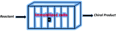 Graphical abstract: Production of chiral compounds using immobilized cells as a source of biocatalysts