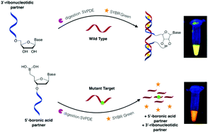 Graphical abstract: Nuclease stability of boron-modified nucleic acids: application to label-free mismatch detection