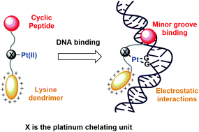 Graphical abstract: Design, synthesis and DNA interactions of a chimera between a platinum complex and an IHF mimicking peptide