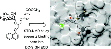 Graphical abstract: STD NMR and molecular modelling insights into interaction of novel mannose-based ligands with DC-SIGN