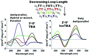 Graphical abstract: Unimolecular antiparallel G-quadruplex folding topology of 2′–5′-isoTBA sequences remains unaltered by loop composition