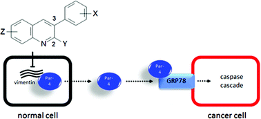 Graphical abstract: Par-4 secretion: stoichiometry of 3-arylquinoline binding to vimentin