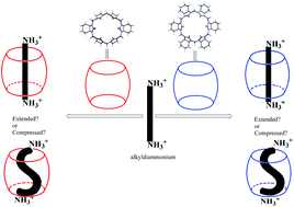 Graphical abstract: Host–guest complexation of di-cyclohexanocucurbit[6]uril and hexa-cyclohexanocucurbit[6]uril with alkyldiammonium ions: a comparative study