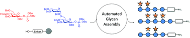 Graphical abstract: Automated glycan assembly of xyloglucan oligosaccharides