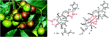 Graphical abstract: Trichiconlides A and B: two novel limonoids from the fruits of Trichilia connaroides