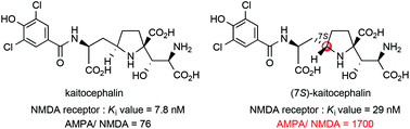 Graphical abstract: (7S)-Kaitocephalin as a potent NMDA receptor selective ligand