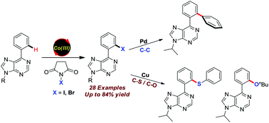 Graphical abstract: Cobalt(iii)-catalyzed C–H halogenation of 6-arylpurines: facile entry into arylated, sulfenylated and alkoxylated 6-arylpurines