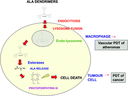 Graphical abstract: Aminolevulinic acid dendrimers in photodynamic treatment of cancer and atheromatous disease