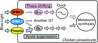 Graphical abstract: Light-dependent activation of G proteins by two isoforms of chicken melanopsins