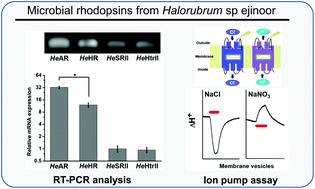 Graphical abstract: Microbial rhodopsins of Halorubrum species isolated from Ejinoor salt lake in Inner Mongolia of China