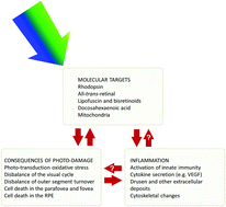 Graphical abstract: Photo-damage, photo-protection and age-related macular degeneration