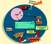 Graphical abstract: Light, lipids and photoreceptor survival: live or let die?
