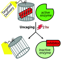 Graphical abstract: Two-photon uncageable enzyme inhibitors bearing targeting vectors