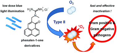 Graphical abstract: The impact of cationic substituents in phenalen-1-one photosensitizers on antimicrobial photodynamic efficacy