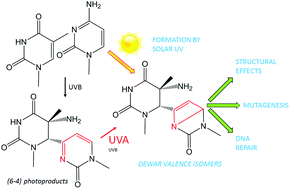 Graphical abstract: Dewar valence isomers, the third type of environmentally relevant DNA photoproducts induced by solar radiation