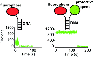 Graphical abstract: Intra-molecular triplet energy transfer is a general approach to improve organic fluorophore photostability