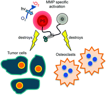Graphical abstract: Matrix metalloproteinase-based photodynamic molecular beacons for targeted destruction of bone metastases in vivo