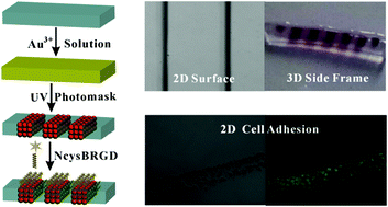 Graphical abstract: A facile method to in situ fabricate three dimensional gold nanoparticle micropatterns in a cell-resistant hydrogel