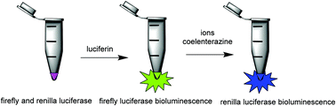 Graphical abstract: Quenching the firefly bioluminescence by various ions