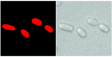 Graphical abstract: Near infrared fluorescent biliproteins generated from bacteriophytochrome AphB of Nostoc sp. PCC 7120