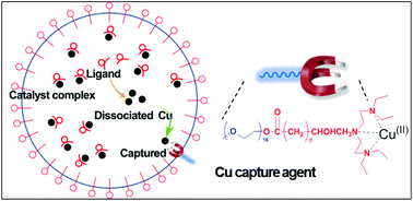 Graphical abstract: Well-controlled and stable emulsion ATRP of MMA with low surfactant concentration using surfactant–ligand design as the copper capture agent