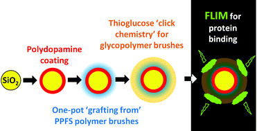 Graphical abstract: Surface modification of polydopamine coated particles via glycopolymer brush synthesis for protein binding and FLIM testing