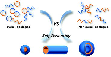 Graphical abstract: Self-assembly of cyclic polymers
