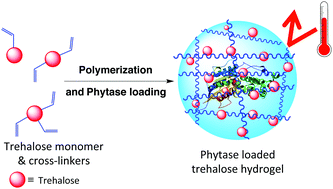 Graphical abstract: Trehalose hydrogels for stabilization of enzymes to heat