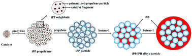 Graphical abstract: Sequential two-stage polymerization for synthesis of isotactic polypropylene/isotactic polybutene-1 alloys: composition, morphology and granule growing mechanism