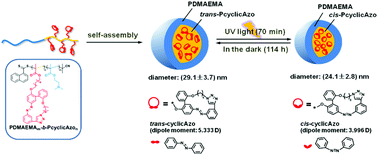 Graphical abstract: Cyclic azobenzene-containing amphiphilic diblock copolymers: solution self-assembly and unusual photo-responsive behaviors