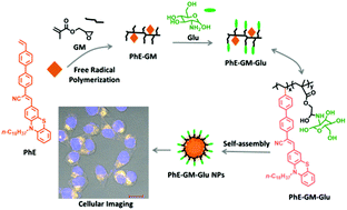 Graphical abstract: Preparation of emissive glucose-containing polymer nanoparticles and their cell imaging applications