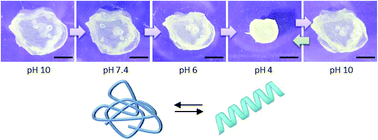 Graphical abstract: Fibrillar gels via the self-assembly of poly(l-glutamate)-based statistical copolymers