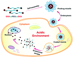 Graphical abstract: Synthesis of an acid-labile polymeric prodrug DOX-acetal-PEG-acetal-DOX with high drug loading content for pH-triggered intracellular drug release