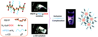 Graphical abstract: A pH-sensitive and biodegradable supramolecular hydrogel constructed from a PEGylated polyphosphoester-doxorubicin prodrug and α-cyclodextrin