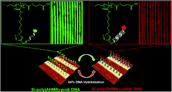 Graphical abstract: Micro-patterned polymer brushes by a combination of photolithography and interface-mediated RAFT polymerization for DNA hybridization