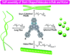 Graphical abstract: Synthesis and self-assembly of amphiphilic bent-shaped molecules based on dibenzo[a,c]phenazine and poly(ethylene oxide) units