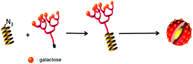 Graphical abstract: Synthetic glycopolypeptides: synthesis and self-assembly of poly(γ-benzyl-l-glutamate)-glycosylated dendron hybrids