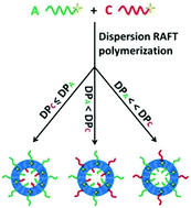 Graphical abstract: Asymmetrical vesicles: convenient in situ RAFT synthesis and controllable structure determination