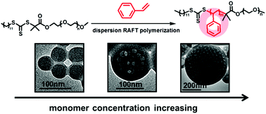 Graphical abstract: Macro-RAFT agent mediated dispersion polymerization: the monomer concentration effect on the morphology of the in situ synthesized block copolymer nano-objects