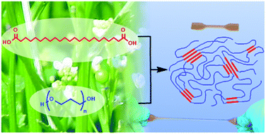 Graphical abstract: Thermoplastic polyester elastomers based on long-chain crystallizable aliphatic hard segments