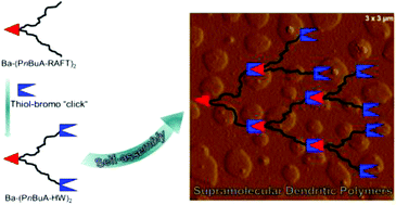 Graphical abstract: One-pot synthesis and self-assembly of supramolecular dendritic polymers