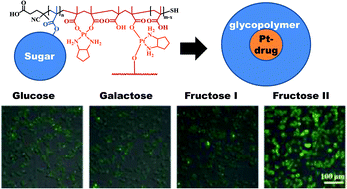 Graphical abstract: Modulating the cellular uptake of platinum drugs with glycopolymers