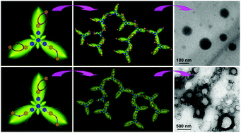 Graphical abstract: Supramolecular polymerization induced self-assembly into micelle and vesicle via acid–base controlled formation of fluorescence responsive supramolecular hyperbranched polymers